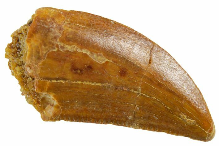 Serrated Raptor Tooth - Real Dinosaur Tooth #355552